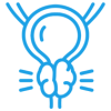 prostata